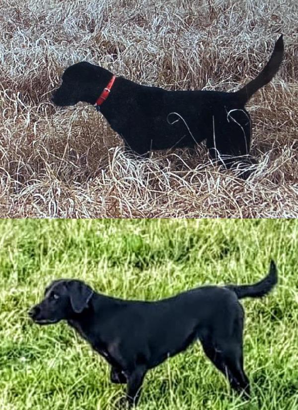 DUKES TRUE GRIT PUPPIES FROZEN SEMEN USED Labrador Retriever