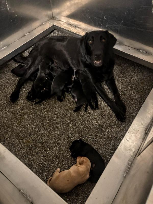 BLACK MALE POINTING LAB PUPS Labrador Retriever