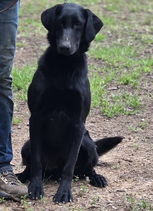 15 MONTH OLD BLACK LABRADOR RETRIEVER MALE Labrador Retriever