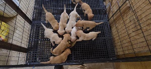 POINTING LAB PUPS Labrador Retriever