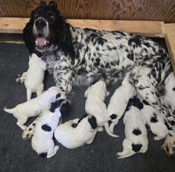 ENGLISH SETTER PUPPIES BORN MAY 6TH English Setter