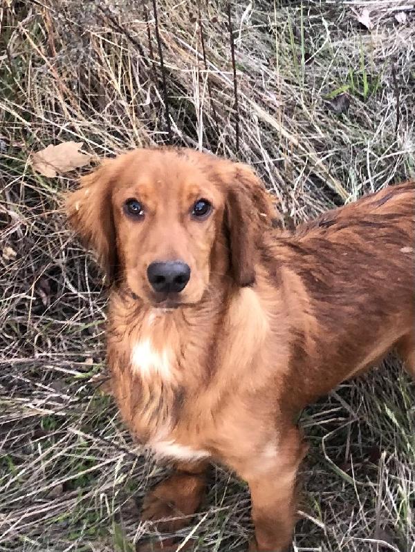ECS MALE English Cocker Spaniel