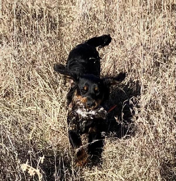 BLACK TRI FIELD BRED ECS English Cocker Spaniel