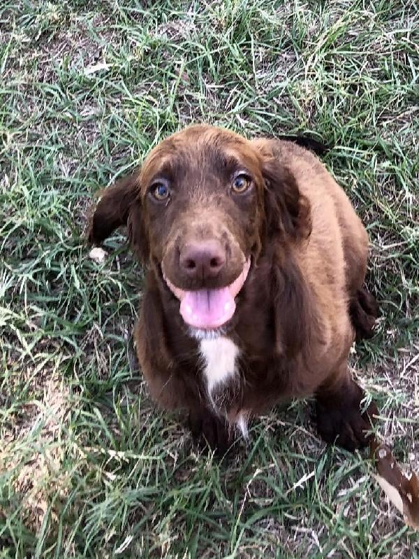 LIVER AND WHITE ECS English Cocker Spaniel