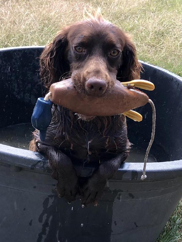 FIELD BRED ECS MALE (STARTED) English Cocker Spaniel