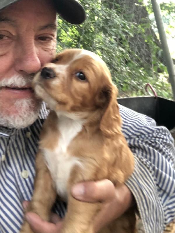 FIELD BRED ENGLISH COCKER SPANIEL FEMALES English Cocker Spaniel