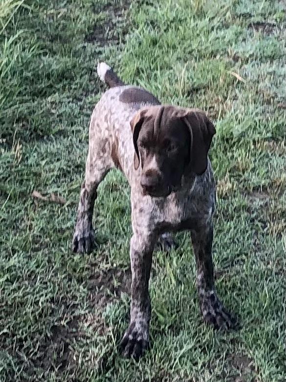 GSP FEMALE LIVER AND ROAN German Shorthaired Pointer