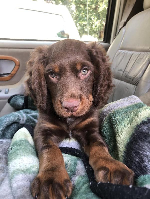 FIELD BRED ECS FEMALES English Cocker Spaniel