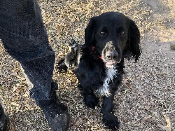 BLACK AND WHITE FIELD BRED ECS English Cocker Spaniel