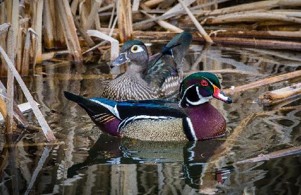 Wood Duck Wood Duck