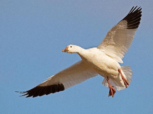 Snow Goose Snow Goose