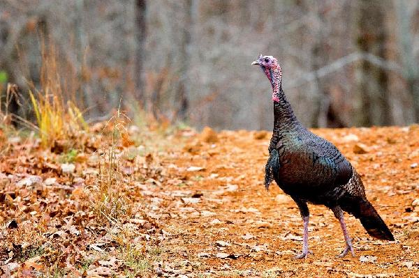 American Wild Turkey American Wild Turkey