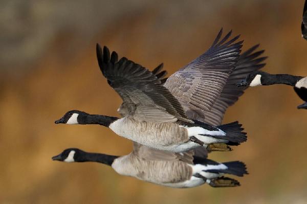 Canadian Goose Canadian Goose