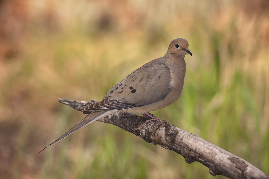 Mourning Dove Mourning Dove