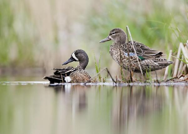 Blue-Winged Teal Duck Blue-Winged Teal Duck