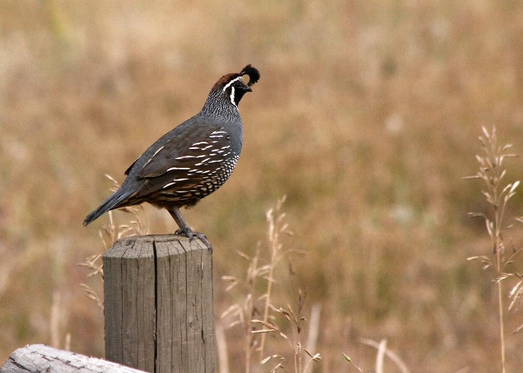 California Quail California Quail
