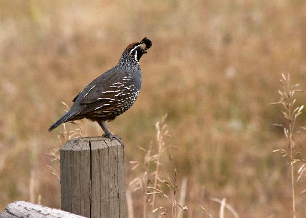 California Quail California Quail