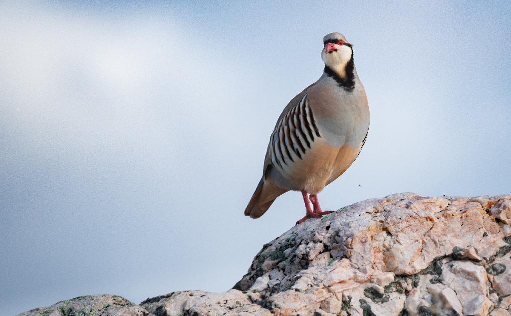 Chukar Chukar