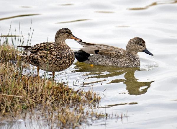 Gadwall Duck Gadwall Duck