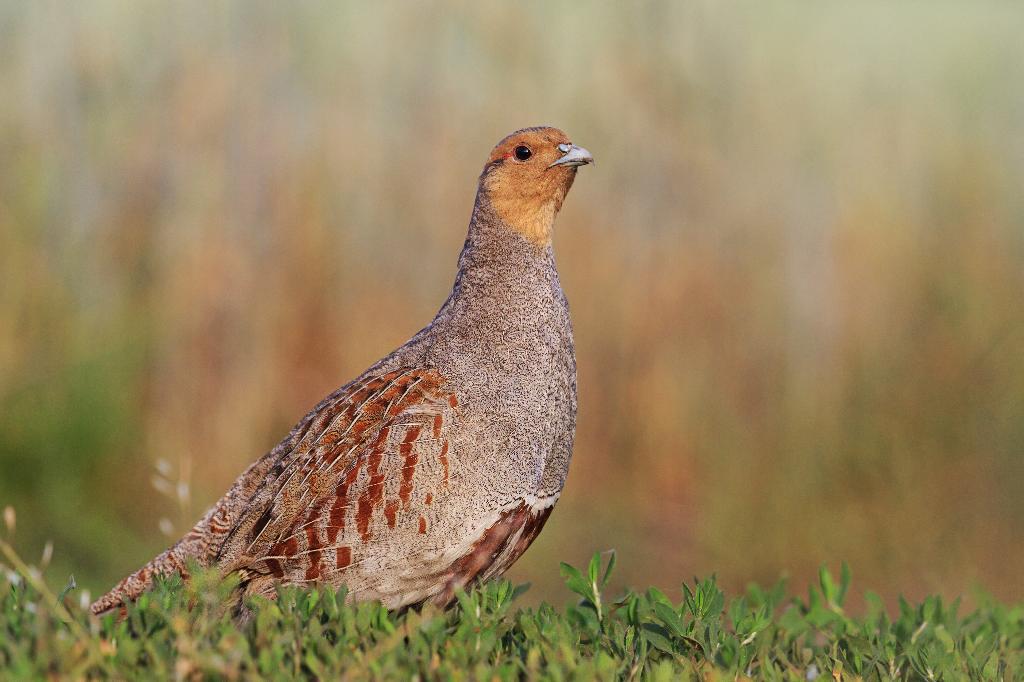 Gray Partridge Gray Partridge