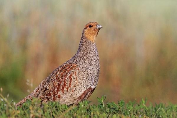 Gray Partridge Gray Partridge