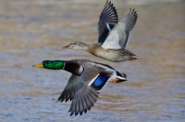Mallard Duck Mallard Duck