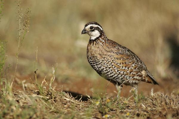 Northern Bobwhite Quail Northern Bobwhite Quail