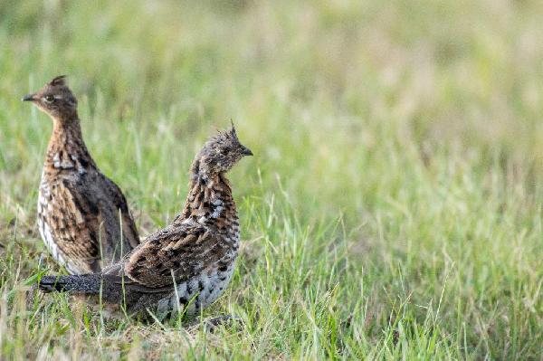 Prairie Chicken Prairie Chicken