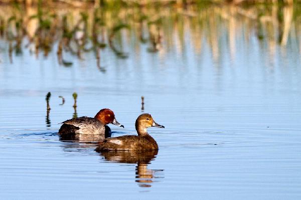 Redhead Duck Redhead Duck