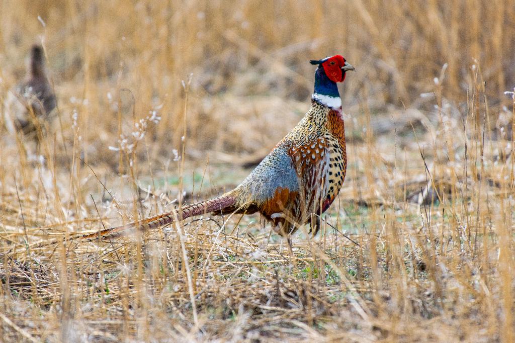 Ring necked pheasant Ring necked pheasant