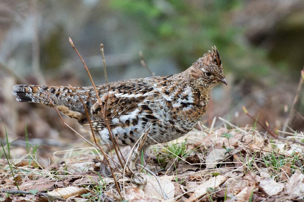 Ruffed Grouse Ruffed Grouse
