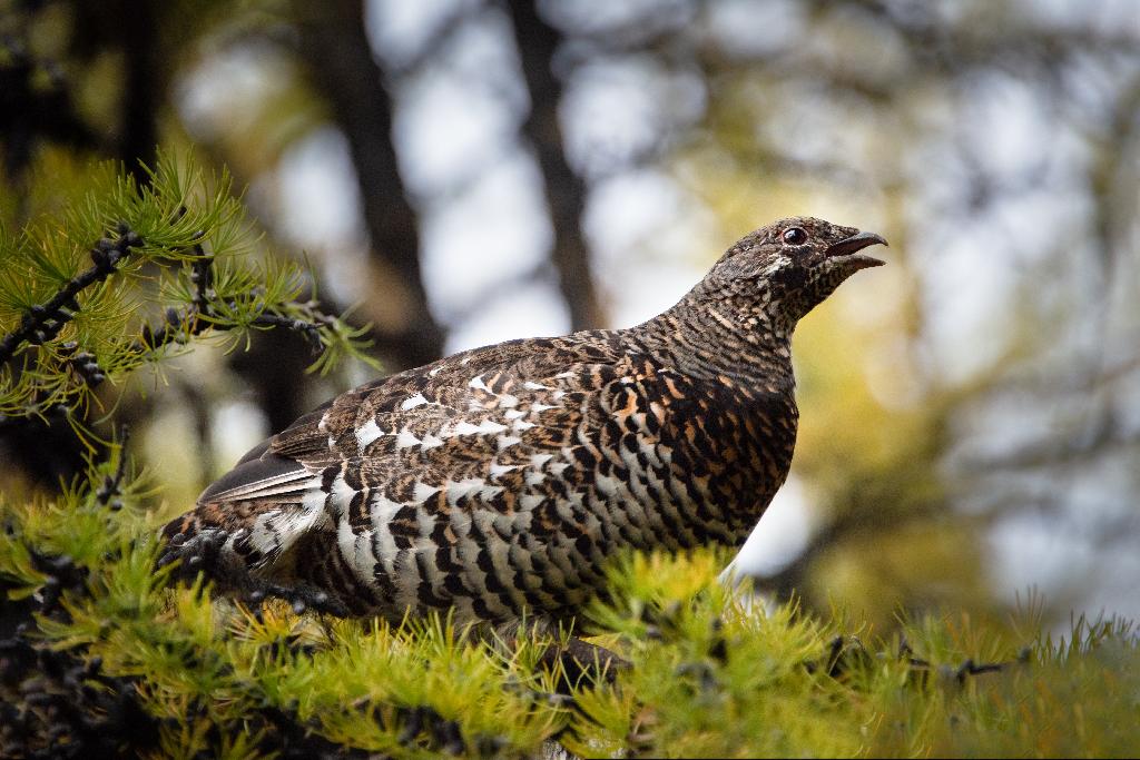 Sage Grouse Sage Grouse