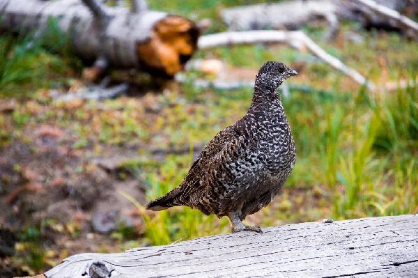 Sooty Grouse Sooty Grouse