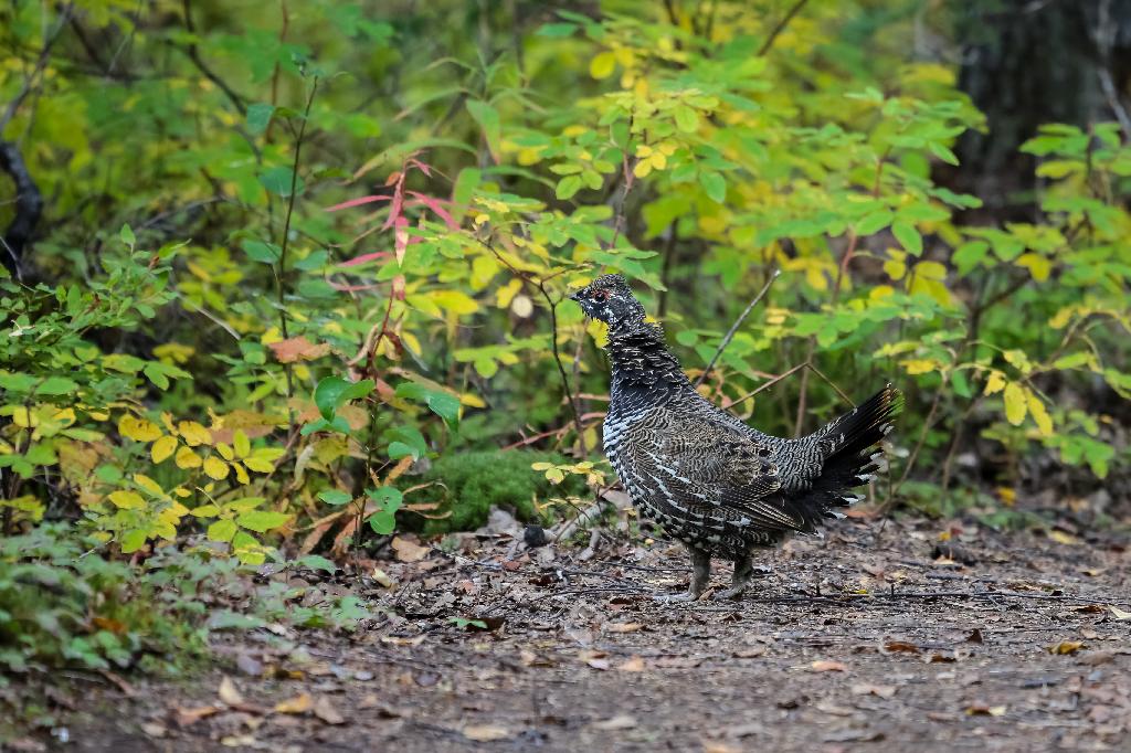 Spruce Grouse Spruce Grouse