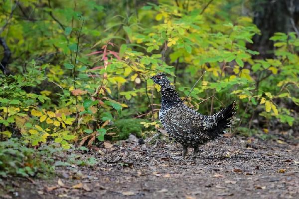 Spruce Grouse Spruce Grouse