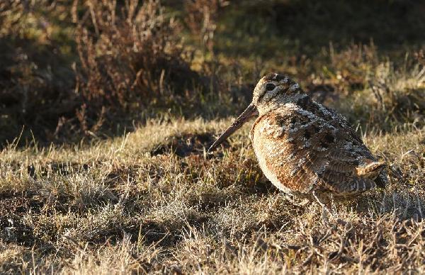 Woodcock Woodcock