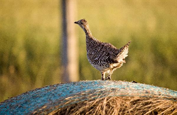 Sharptailed Grouse Sharptailed Grouse