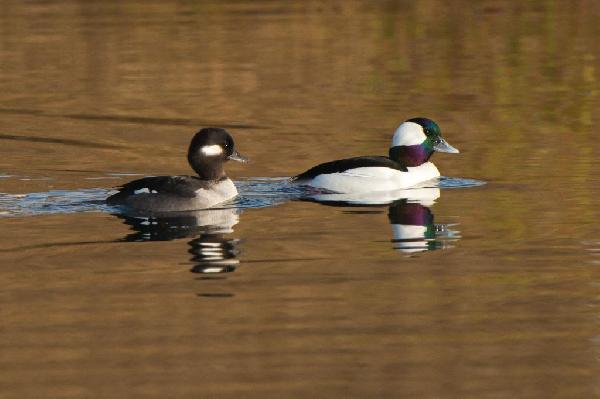 Bufflehead Duck Bufflehead Duck