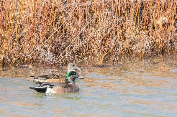 American Wigeon Duck American Wigeon Duck