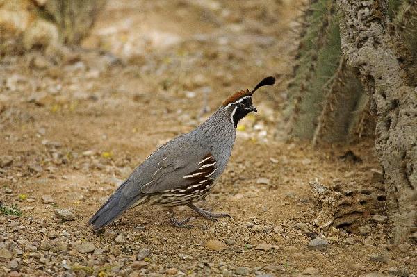 Gambels Quail Gambels Quail