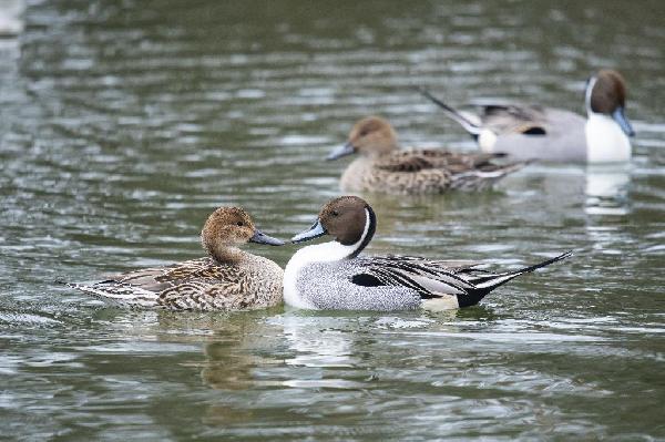 Northern Pintail Duck Northern Pintail Duck