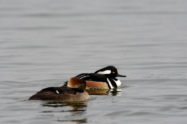 Hooded Merganser Duck Hooded Merganser Duck