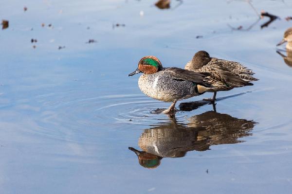 Green-Winged Teal Duck Green-Winged Teal Duck