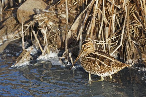 Wilson Snipe Wilson Snipe