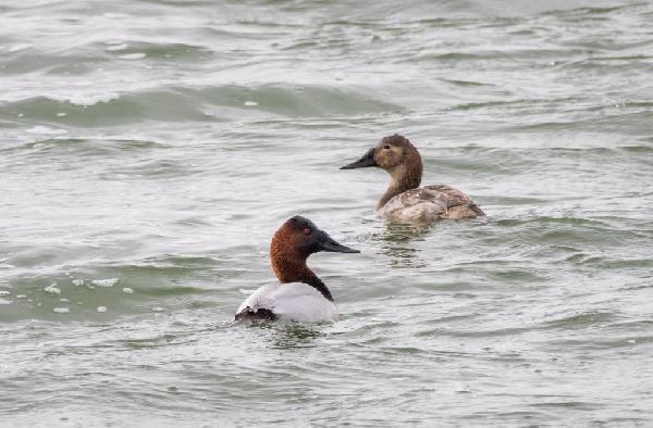 Canvasback Ducks Canvasback Ducks
