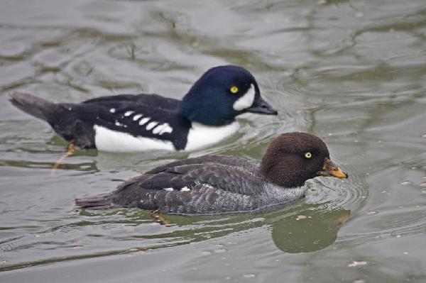 Common Goldeneye Duck Common Goldeneye Duck