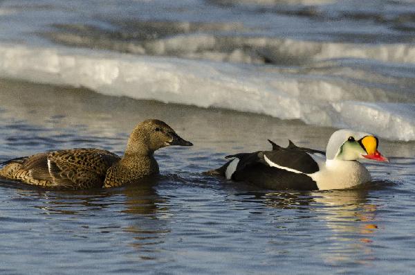 King Eider Duck King Eider Duck