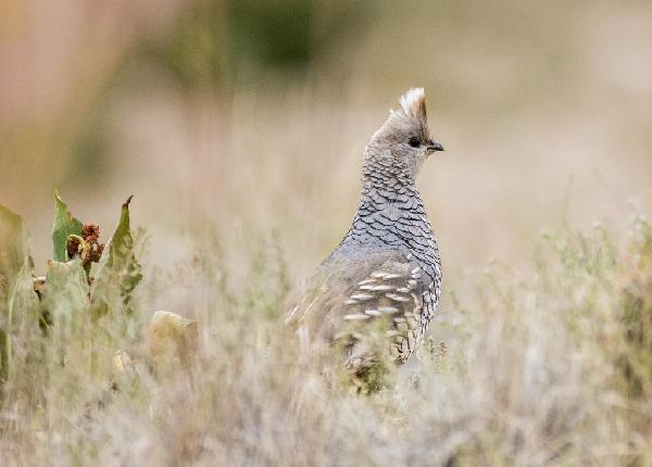 Scaled Quail Scaled Quail