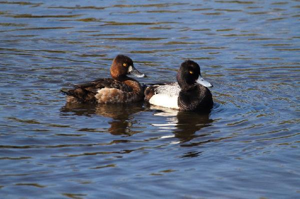 Lesser Scaup Lesser Scaup