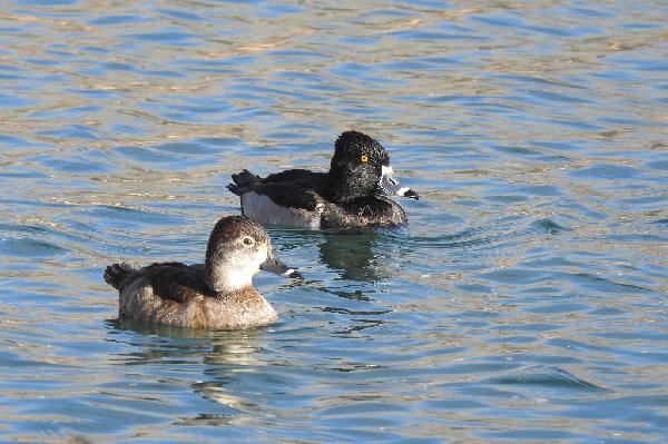 Ring-necked Duck Ring-necked Duck